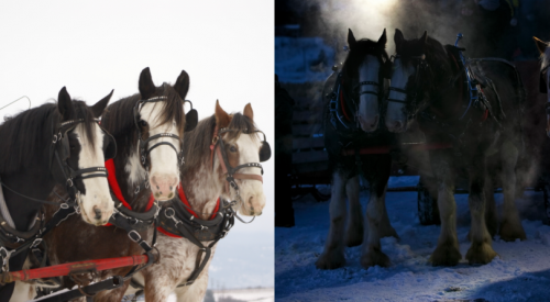 Go on a festive sleigh ride this Christmas with Horse Drawn Okanagan