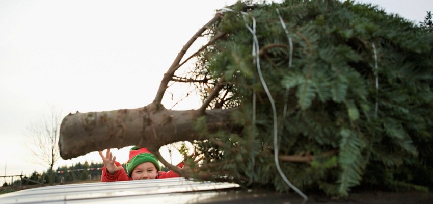 Here’s where to get your Christmas tree chipped in the Central Okanagan after the holiday